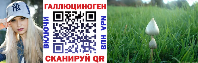 Галлюциногенные грибы Psilocybine cubensis  Урень 